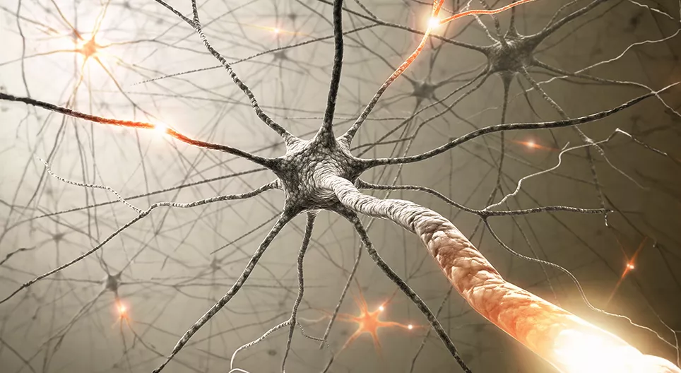 A vegetatív idegrendszer