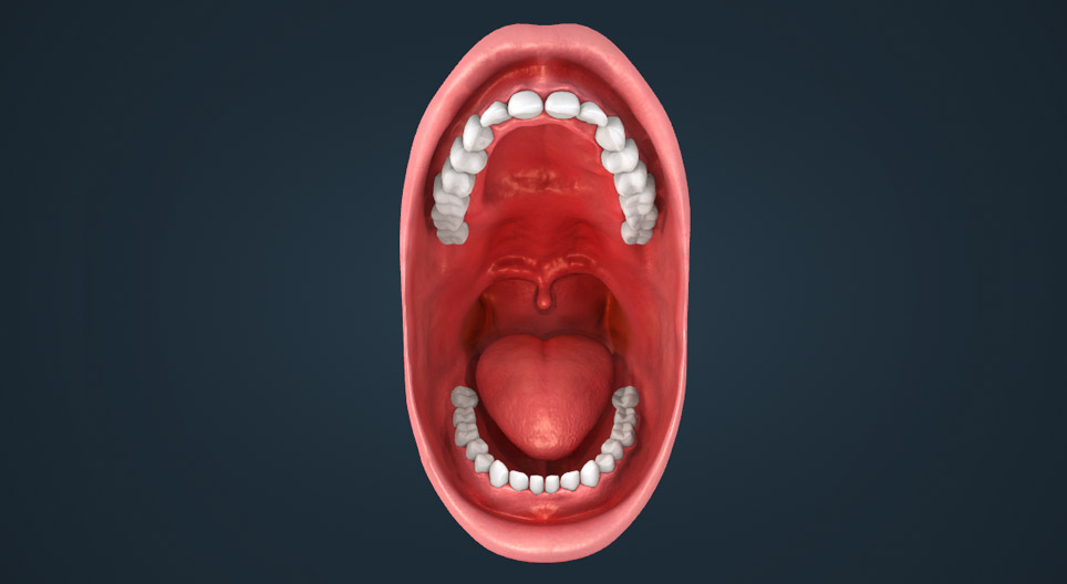 Human teeth