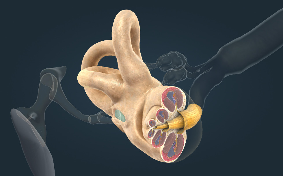 Cochlea