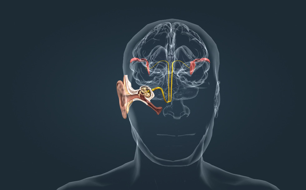 The mechanism of hearing