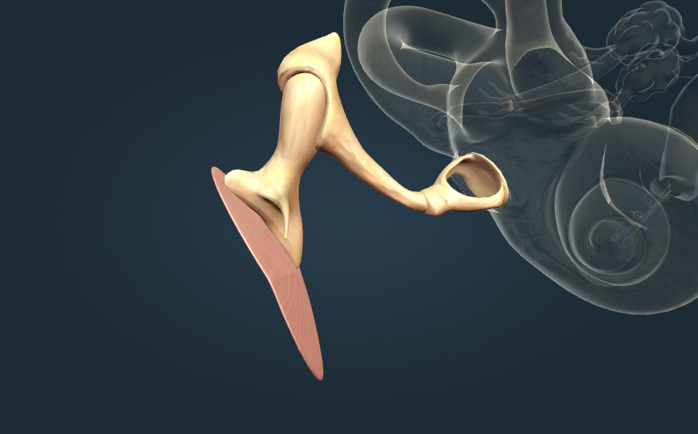 Ossicles