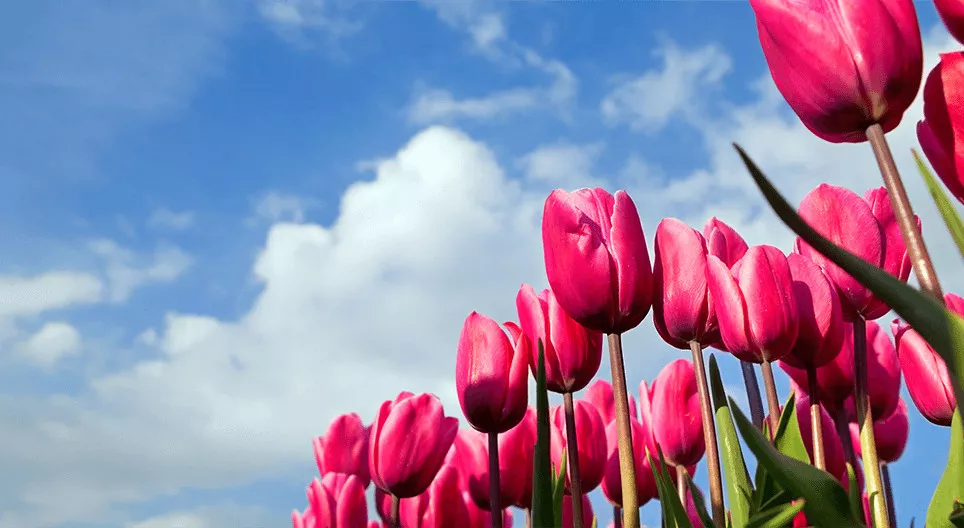 ¿Has ido alguna vez a un campo de tulipanes?