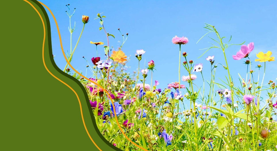 La vida de las plantas con flor