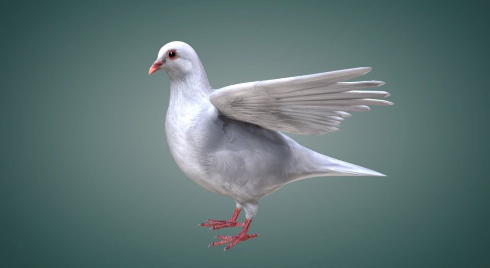 Tipos de plumas