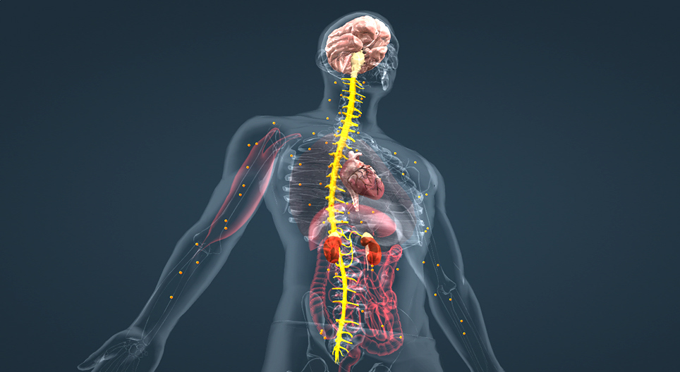 Adrenalina (avanzado)