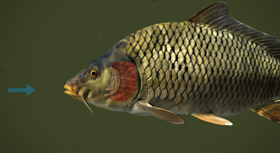 تنفس ماهی چگونه انجام میپذیرد؟