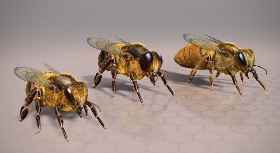 زنبور عسل اروپایی