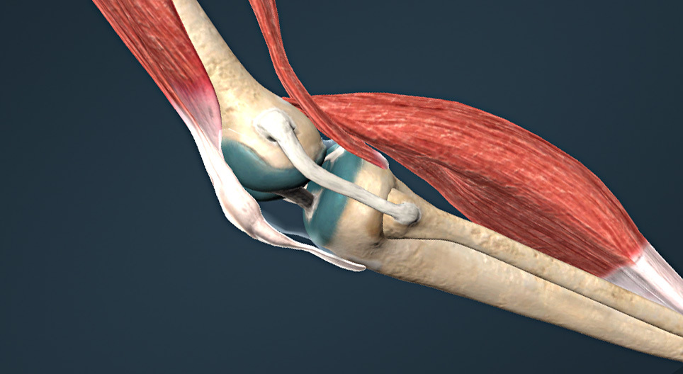 انواع مفصل های استخوانی