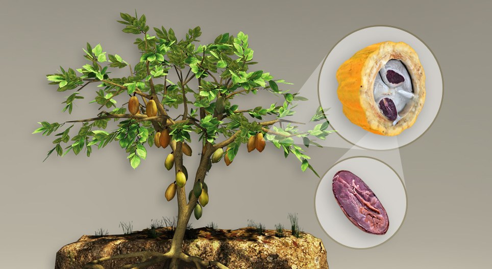 Cacao