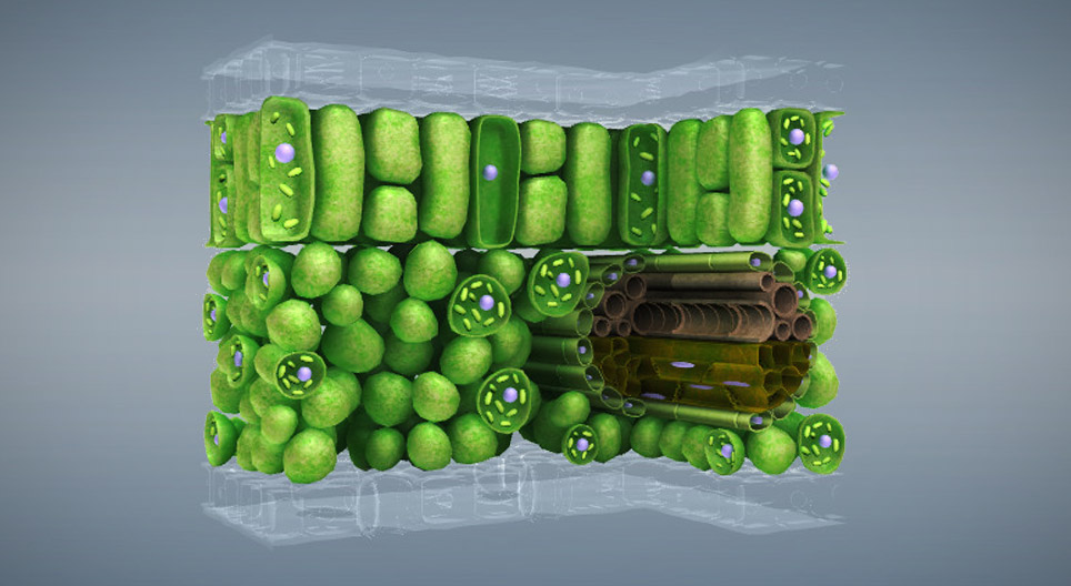 Plant tissues