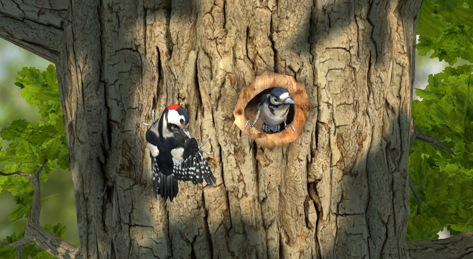 Great spotted woodpecker