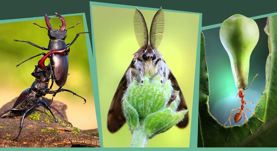Insectes dans la forêt