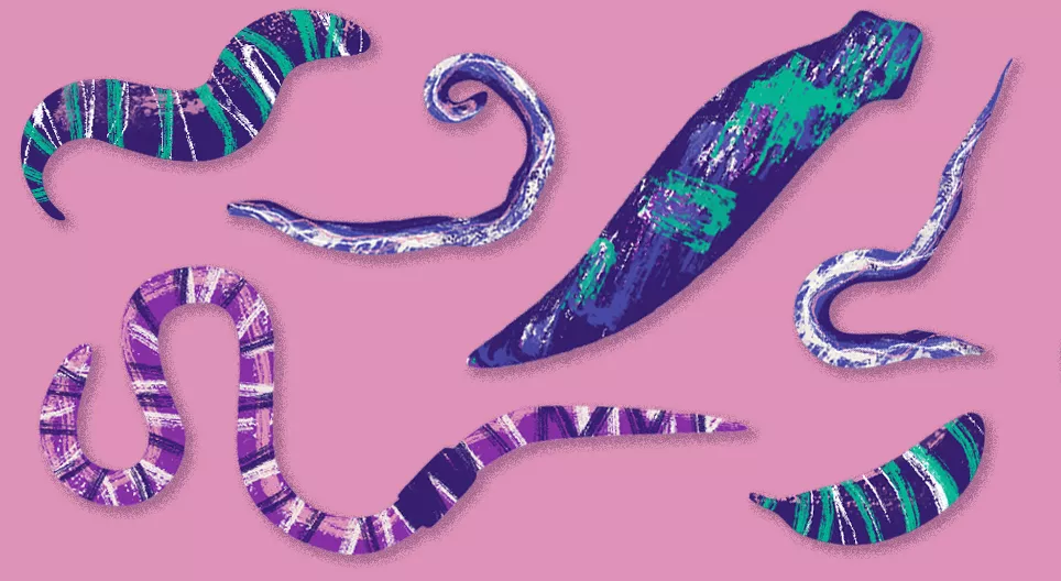 Animaux invisibles : les vers