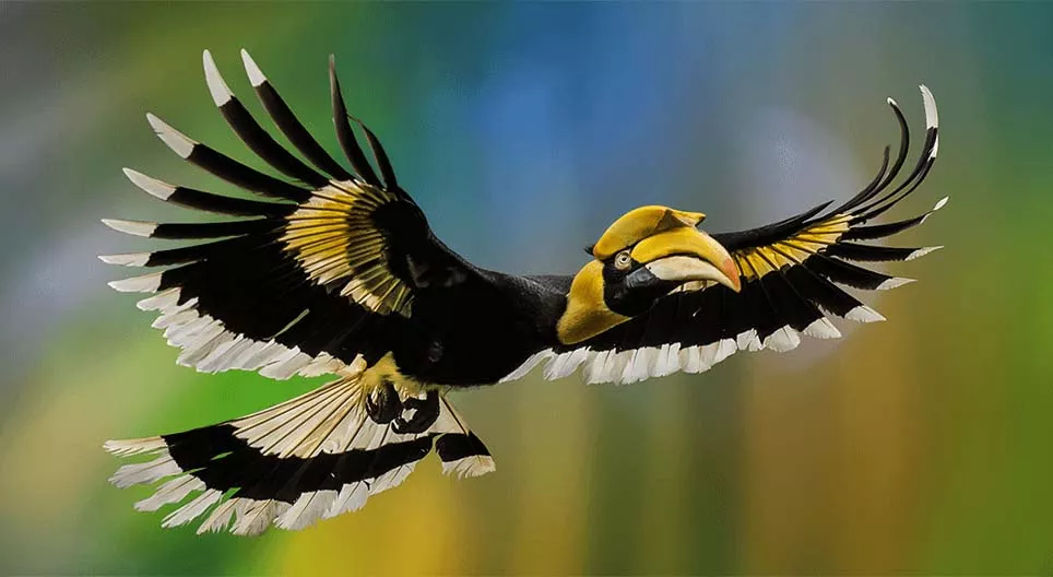 Le monde des oiseaux