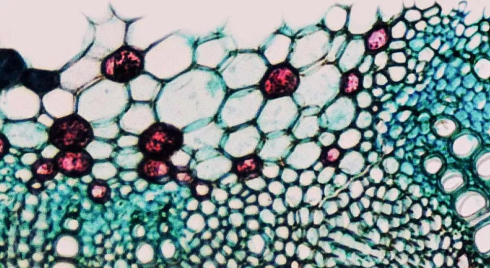 Quelles sont les caractéristiques des tissus vasculaires des plantes ?