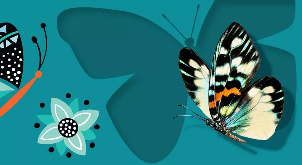 Papillons de jour et papillons de nuit