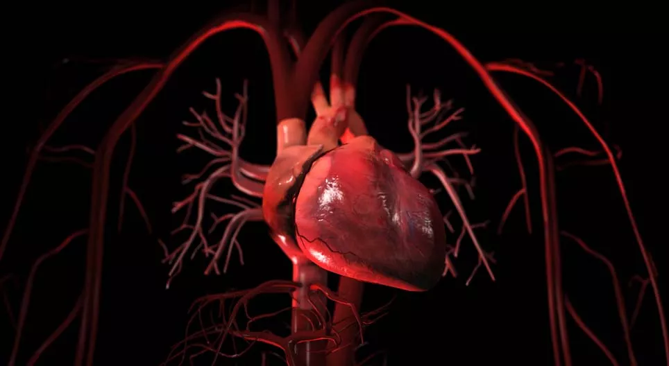 L'appareil cardiovasculaire