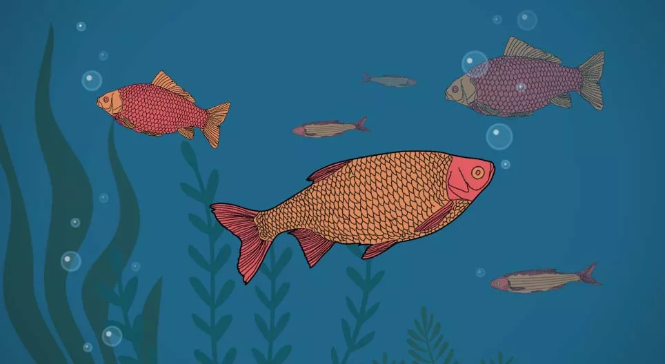 Les poissons boivent-ils&nbsp;?