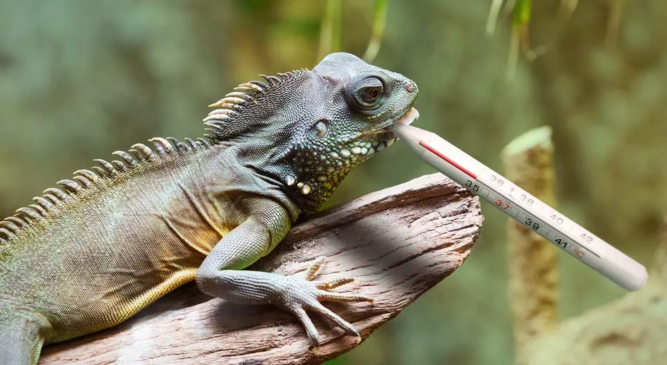 Les reptiles ont-ils froid ?