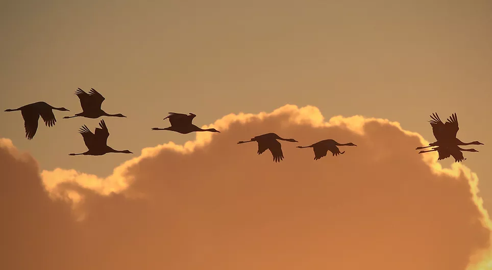Comment volent les oiseaux ? Partie 3