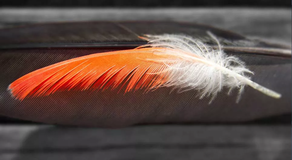 Qu'est arrivé en premier, la plume ou l'oiseau ?