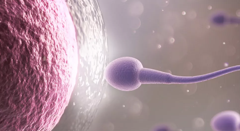 L'ovule et le spermatozoïde