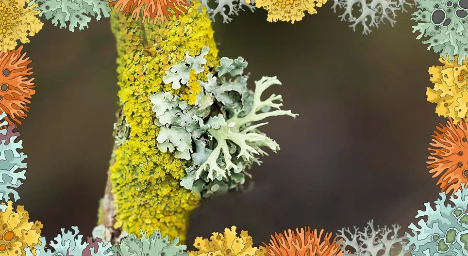 Les lichens endommagent-ils les arbres ?