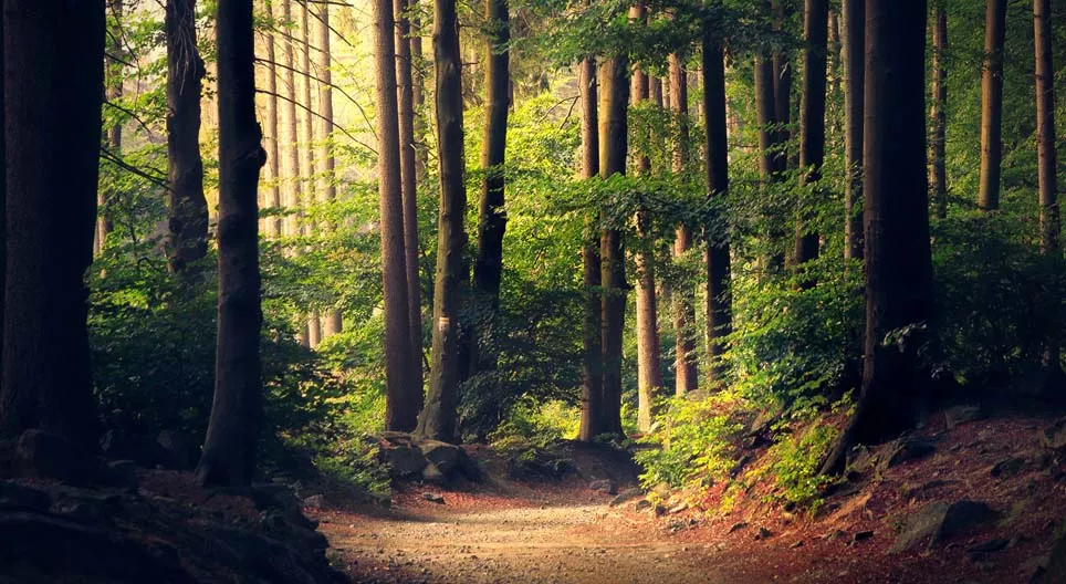 Les forêts sont-elles toutes pareilles ?