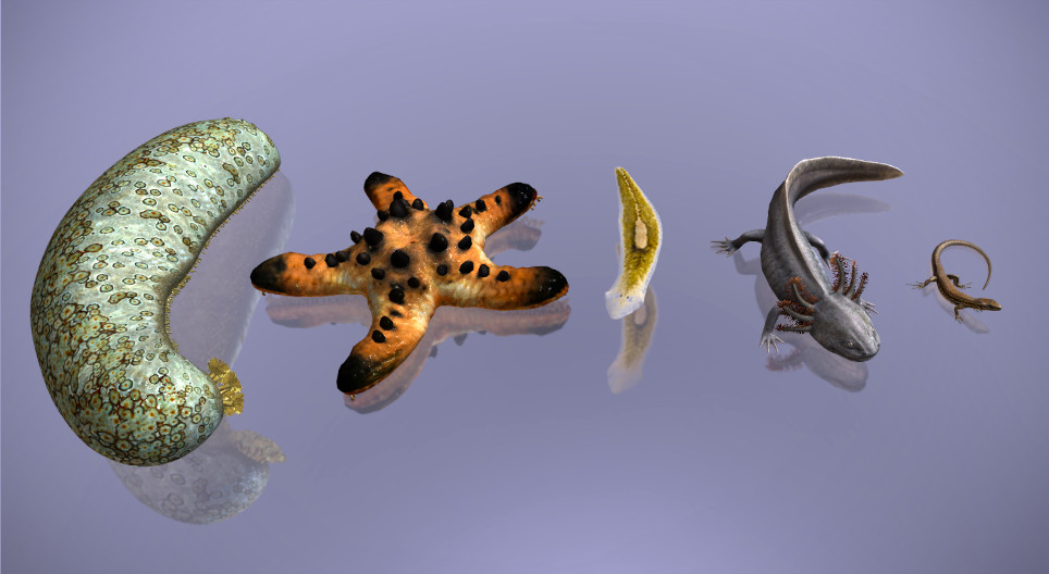 Régénération dans le règne animal