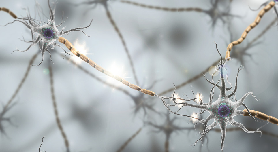 La transmission synaptique