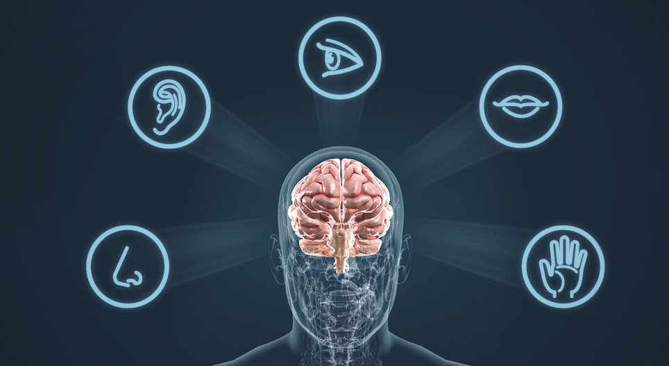 Les organes sensoriels