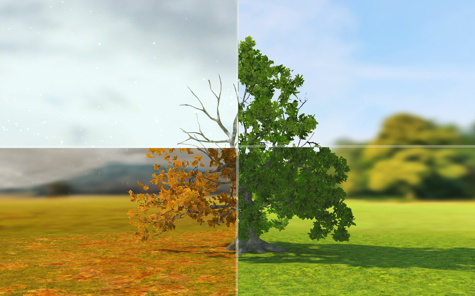 Chêne pédonculé (niveau élémentaire)