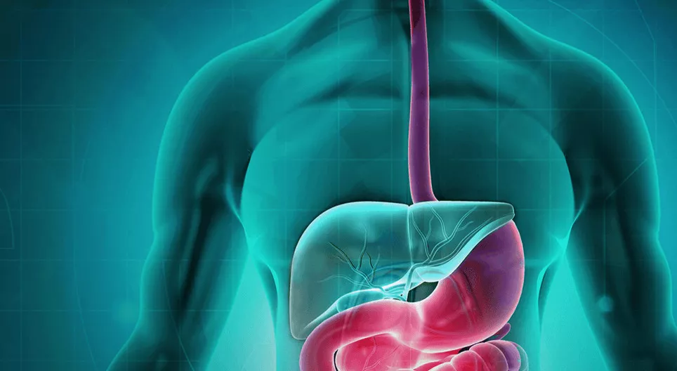 Probavni sustav 1. dio - Od usne šupljine do želuca