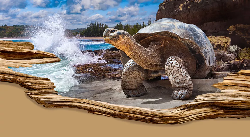 The longest-living species