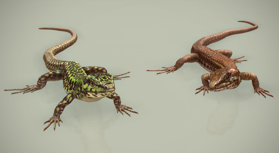 Malteški zidni gušter