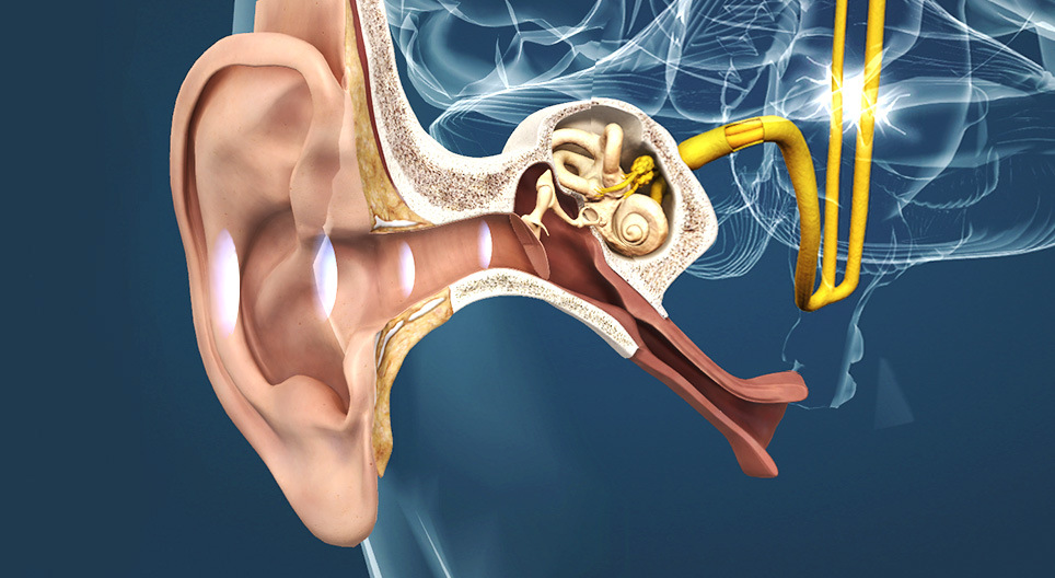 The ear and the mechanism of hearing