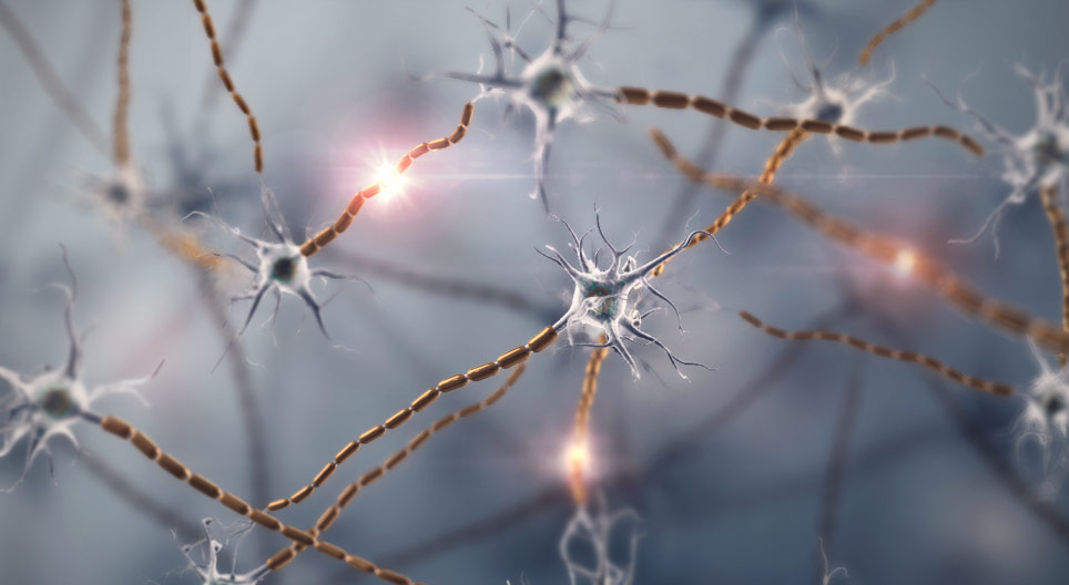 Neurons, nervous tissue