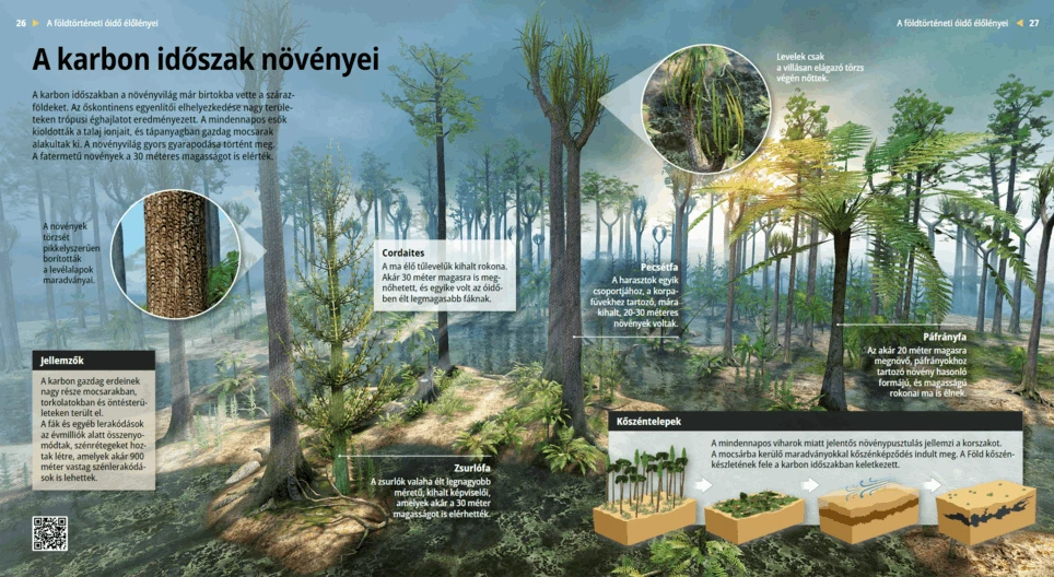 A karbon időszak növényei