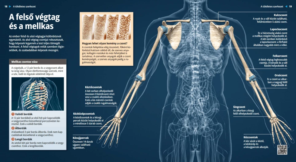 A felső végtag és a mellkas