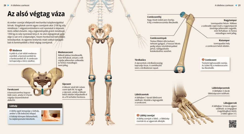 Az alsó végtag váza
