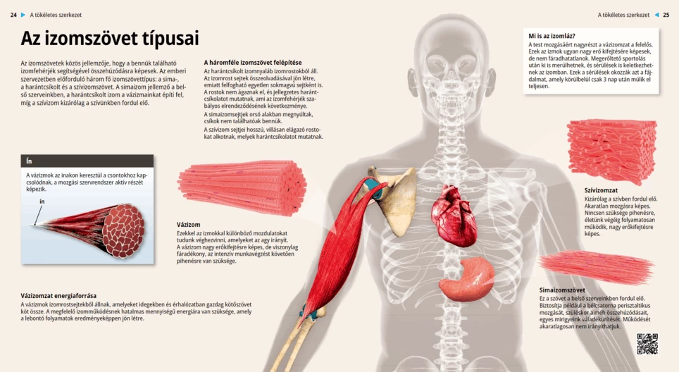 Az izomszövet típusai