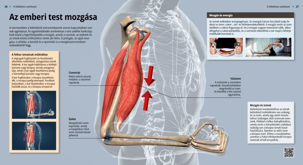 Az emberi test mozgása