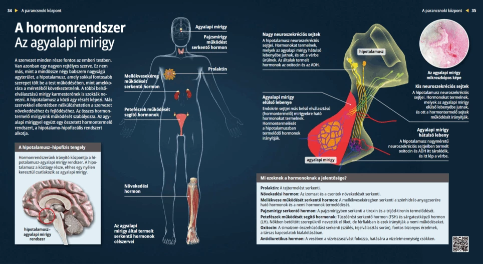 A hormonrendszer – Agyalapi mirigy