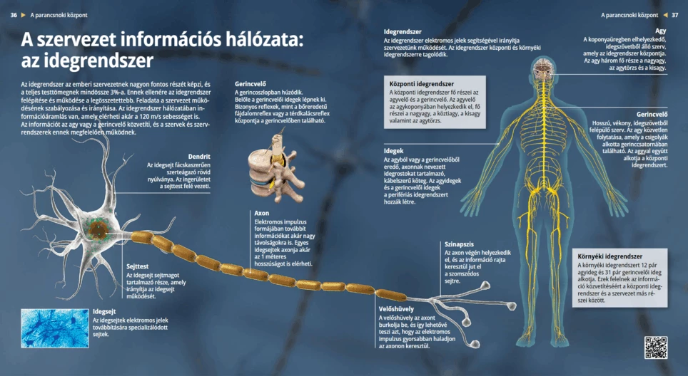 A szervezet információs hálózata: az idegrendszer