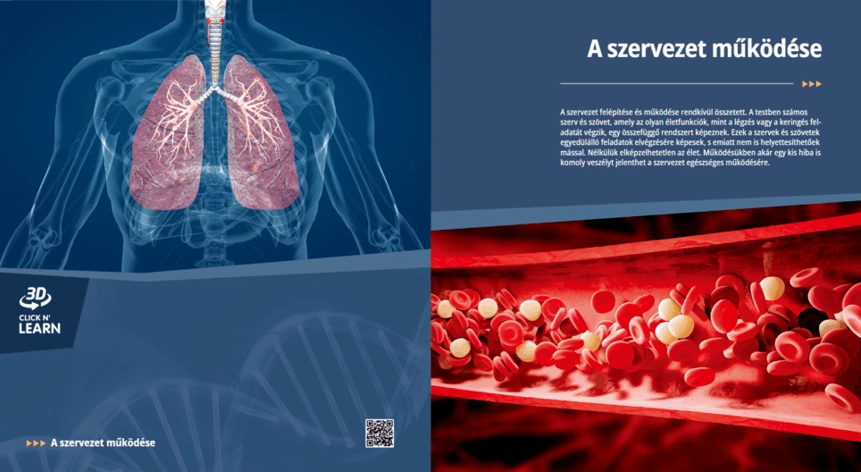 A szervezet működése