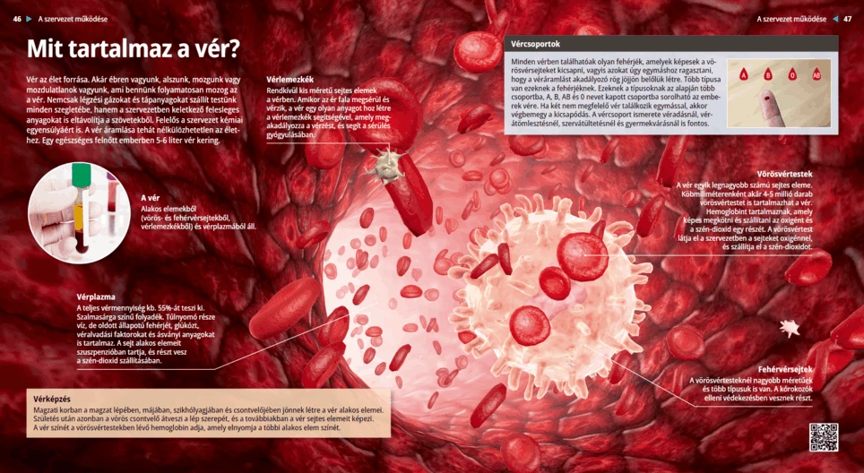 Mit tartalmaz a vér?