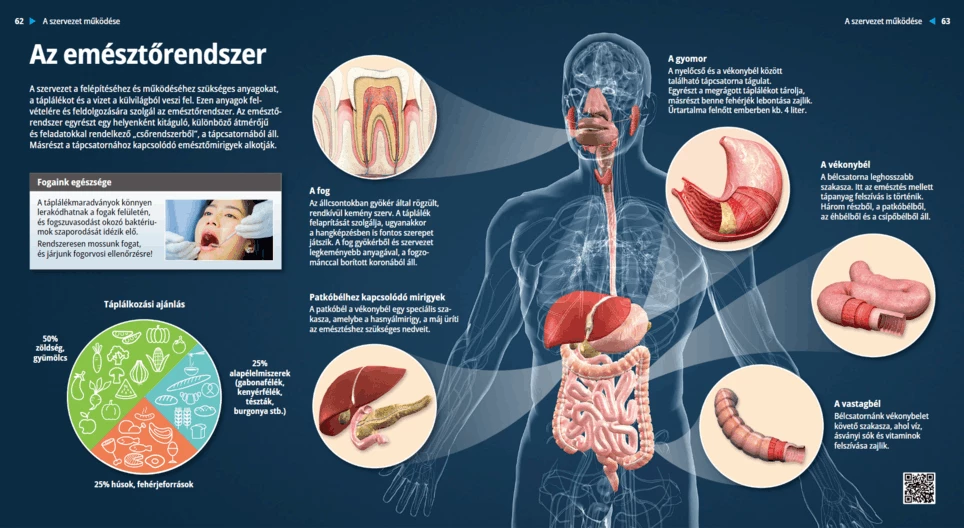 Az emésztőrendszer