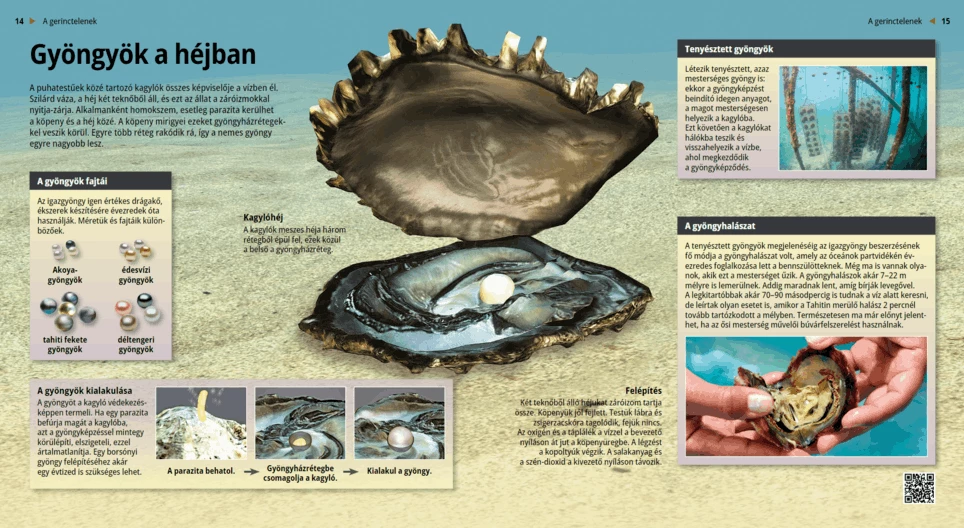 Gyöngyök a héjban