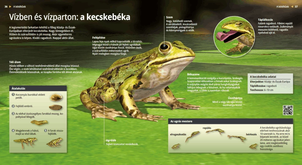 Vízben és vízparton: a kecskebéka