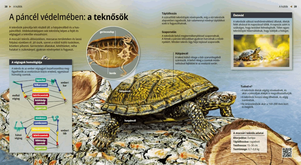 A páncél védelmében: a teknősök